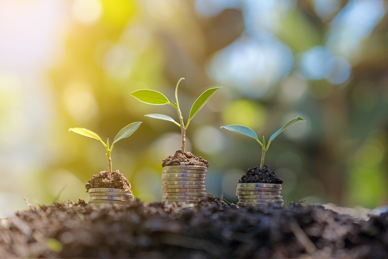 plants on top of coins